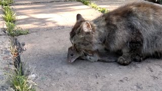 кошка поймала крысу 25 кг