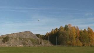 T-Rex 450 sport fly