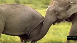 Gay Elephants
