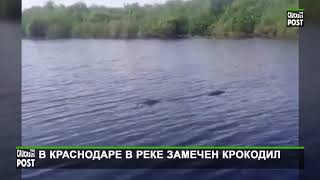 В Краснодаре в реке Кубань замечен крокодил