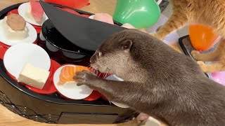 カワウソさくら５歳の大誕生日会、回転寿司にご招待！ Otter Sakura's 5th birthday party