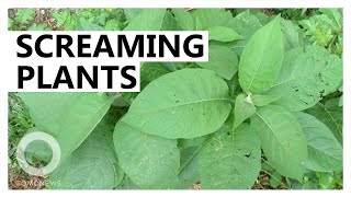 How plants make noise when stressed - TomoNews
