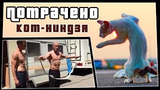 Кот-ниндзя | ПОТРАЧЕНО