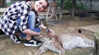 Рысь Ханна знакомится с соседями. Тайпан встретил нового друга