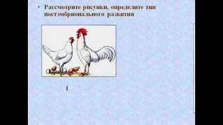 Постэмбриальное развитие организмов. AVI