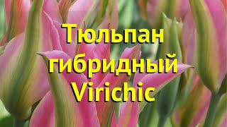 Тюльпан гибридный Виричик. Краткий обзор, описание характеристик, где купить луковицы Virichic