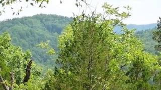 Homes for Sale - 333 Black Mash Hollow Rd Townsend TN 37882 - Timothy Seay