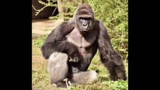 rip harambe