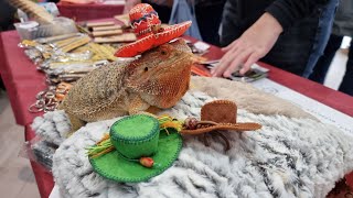 Yoll's stream Reptilium 2021 october день 2