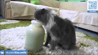 Все преграды ерунда, когда хочешь молока