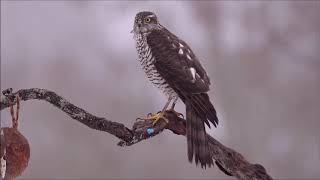 notre belle Nature - L'Epervier d'Europe (femelle)