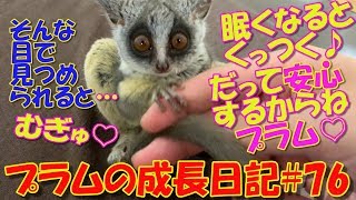 Bushbaby Plum's Growth Diary ショウガラゴ プラムの成長日記#76