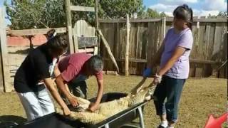 Navajo Lamb Castration