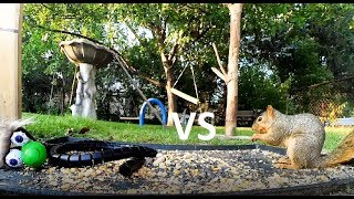 Huge Snake (Fake) vs Squirrels and Rabbit - Who is Braver