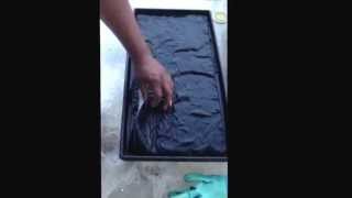 How I sow my Adenium seeds