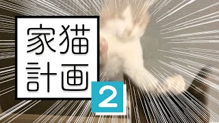 野良猫が襲ってくる。【 #のらねこ家猫化計画 ② 】