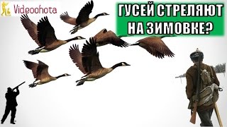 Наших гусей и уток стреляют на зимовке МИЛЛИОНАМИ? Охота - Videoohota
