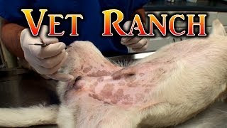 How Does a Dog Neuter Work?
