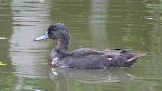 Duck quacking