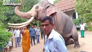 Kandula Tusker Worshipped Kelaniya Cetiya
