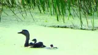Mergulhão-pequeno e seus filhotes nos Alagados do Vale - Vila Velha/ES