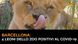 Barcellona, 4 leoni dello zoo positivi al Covid-19