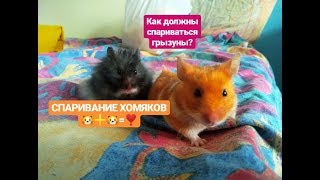 СПАРИВАНИЕ ХОМЯКОВ. НОРМЫ СПАРИВАНИЯ ГРЫЗУНОВ. СМОТРЕТЬ ВСЕМ.
