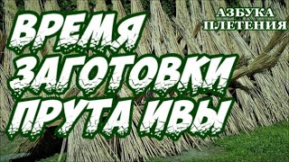 Плетение из лозы-Когда заготавливать и как резать лозу(ивовый прут)-Азбука плетения-Wickerwork