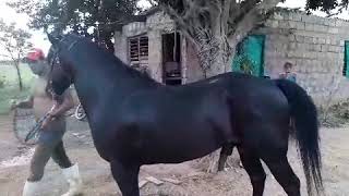 Caballo retinto  montando yeguas