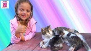 Кошки и Котята Видео для Детей Funny Cats Kittens Смешные животные VLOG Милые котята