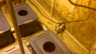 Hydroponic grow room