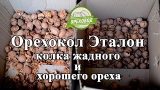 Орехокол Эталон - колка хорошего и жадного грецкого ореха.
