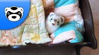 Rock-a-Bye Ferret