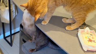 カワウソと猫がご家庭にいる場合のカワウソのチョロチョロっぷりがすごい Otters are free-spirited when otters and cats are in your home