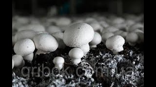 Шампиньоны , печерицы выращивание в домашних условиях.