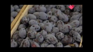 Проверка фруктов из магазина на пестициды и нитраты