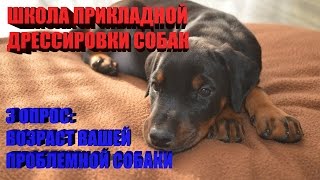 Каков возраст проблемных собак. Результаты 3 опроса