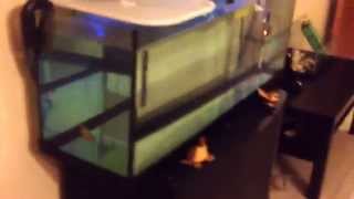 Tartarughe acquatiche acquario fai da te e zona emersa improvvisata