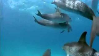 dolphin 528