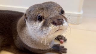 手を握っただけでジャーキーがあると思い発狂し始めるカワウソotter starts going crazy thinking she's jerky just by holding your hand