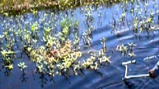 How To Catch Hassa A.K.A. Armored Catfish In Florida Part 1: Playing The Nest