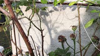 Bulbo das sementes de rosas