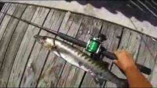 GoPro HD Barracuda Fishing Quality Test