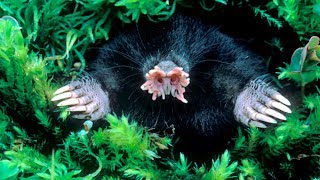 Star Nosed Mole - Curious Creatures