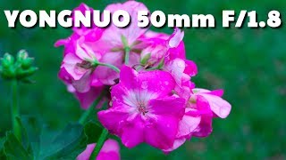 Lente Yongnuo 50mm F/1.8 - Review e Comparação com Canon – Será que vale o preço?
