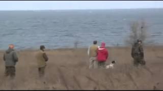 Эпаньоль Бретон Аппач из Вольного Ветра