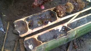 Panen Madu Lebah Trigona dan Bee bread Trigona
