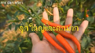 การ ปลูก พริก เคล็ดลับวิธีทำให้พริกออกลูกดก  สูตรนี้ใช้แล้ว ได้ผลดีพริกออกลูกเยอะมาก