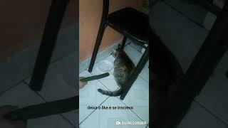 É verdade que os gatos têm medo de pepino