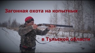 Загонная охота на копытных в Тульской области 2017
